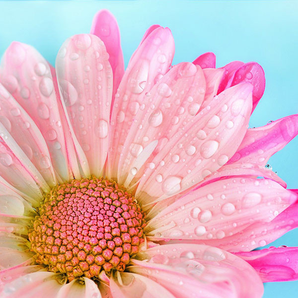 beautiful flower as a symbol of thriving